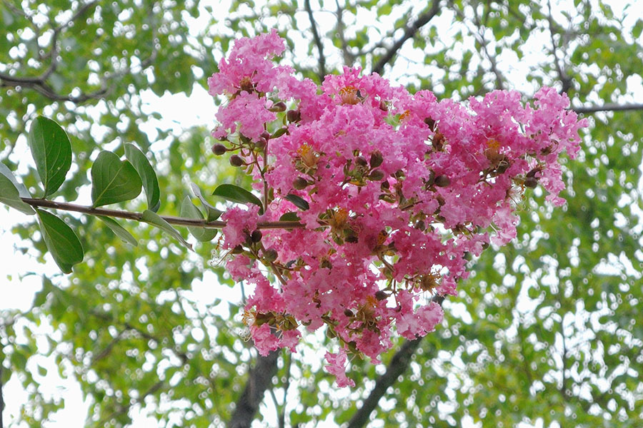 夏に咲くピンクの花 神戸旧居留地blog